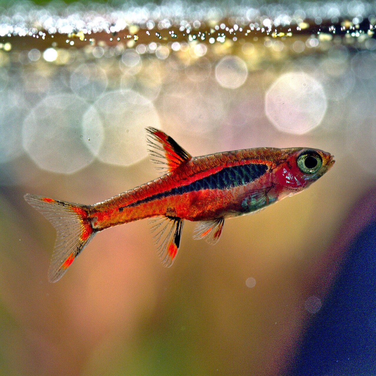 Rasbora chili v hustej rastlinnej nádrži
