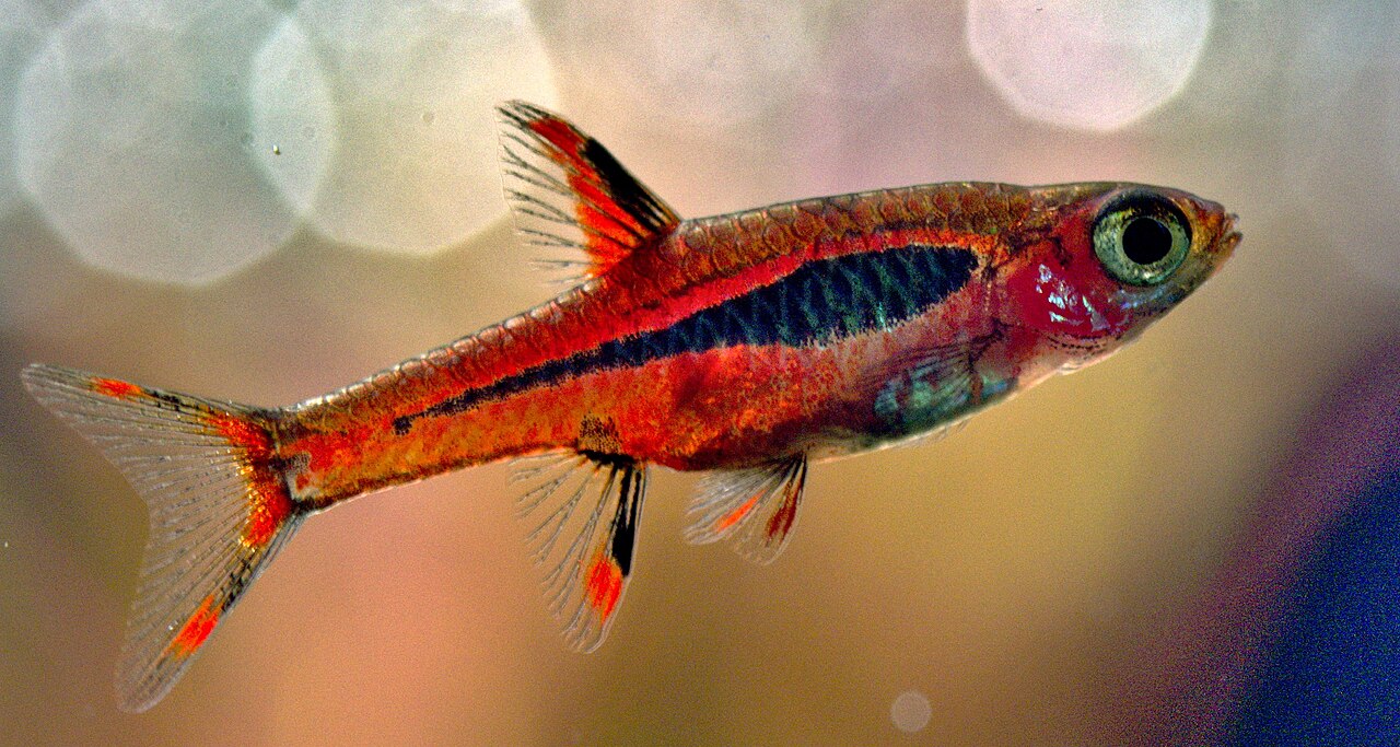 Chili rasbora na tmavom pozadí blackwater nádrže