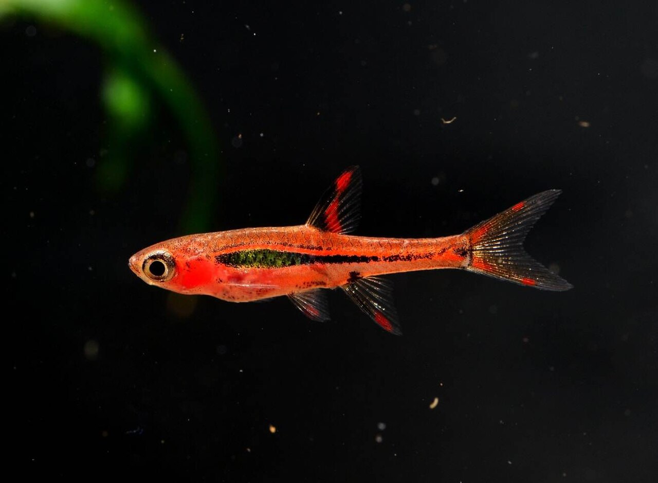 Chili rasbora v akváriu s rastlinami a tlmeným svetlom