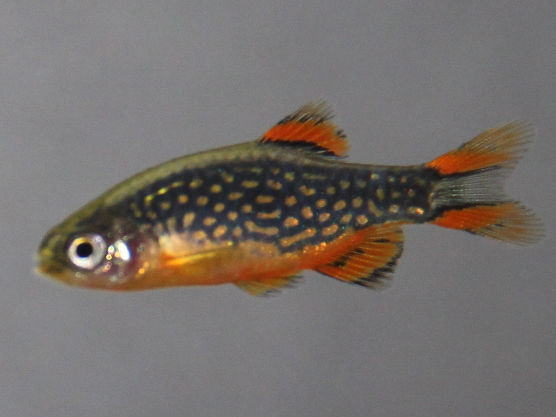 Rasbora galaxy (CPD)