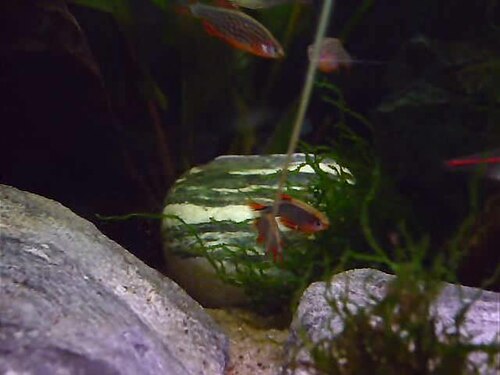 Rasbora galaxy — pohľad zboku na sfarbenie tela a plutiev