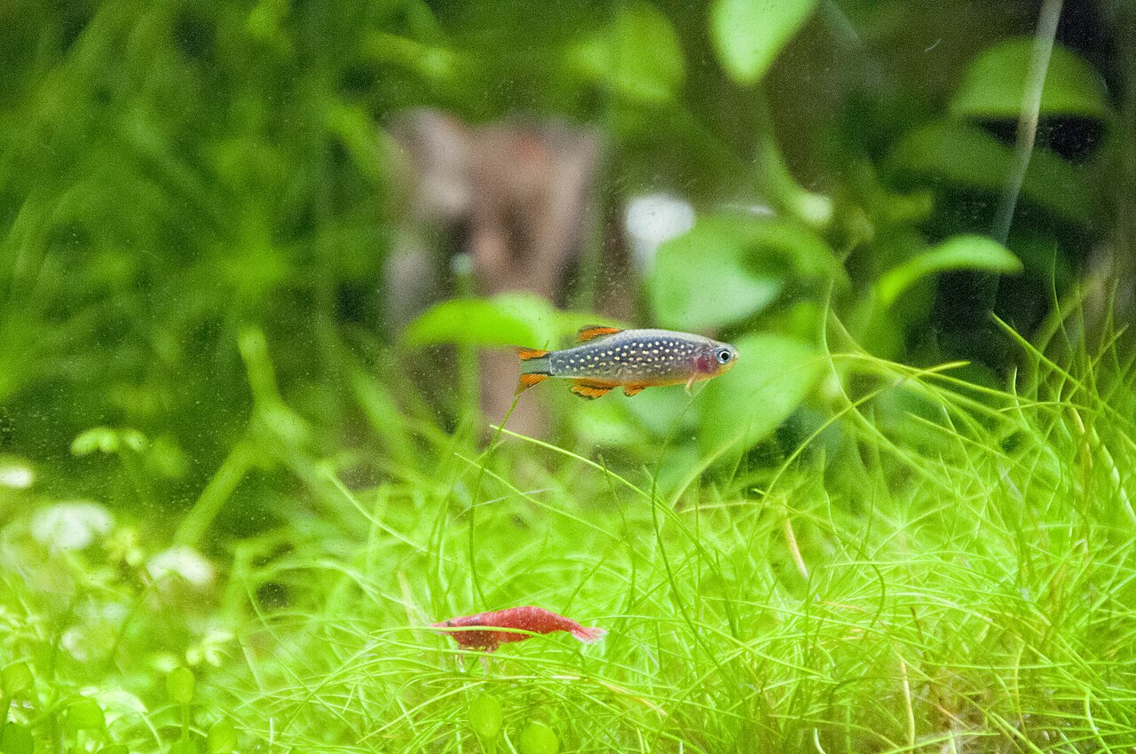 Rasbora galaxy medzi rastlinami v akváriu