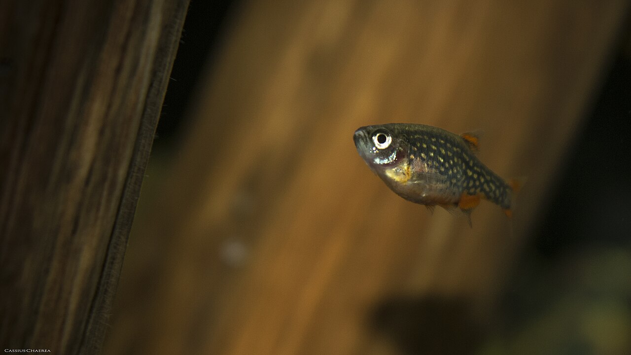 Rasbora galaxy v porastu vodných rastlín
