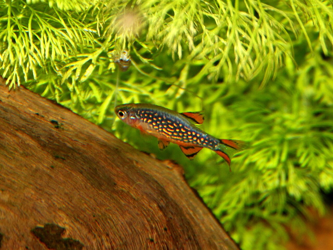 Skupina rasbor galaxy v nano akváriu