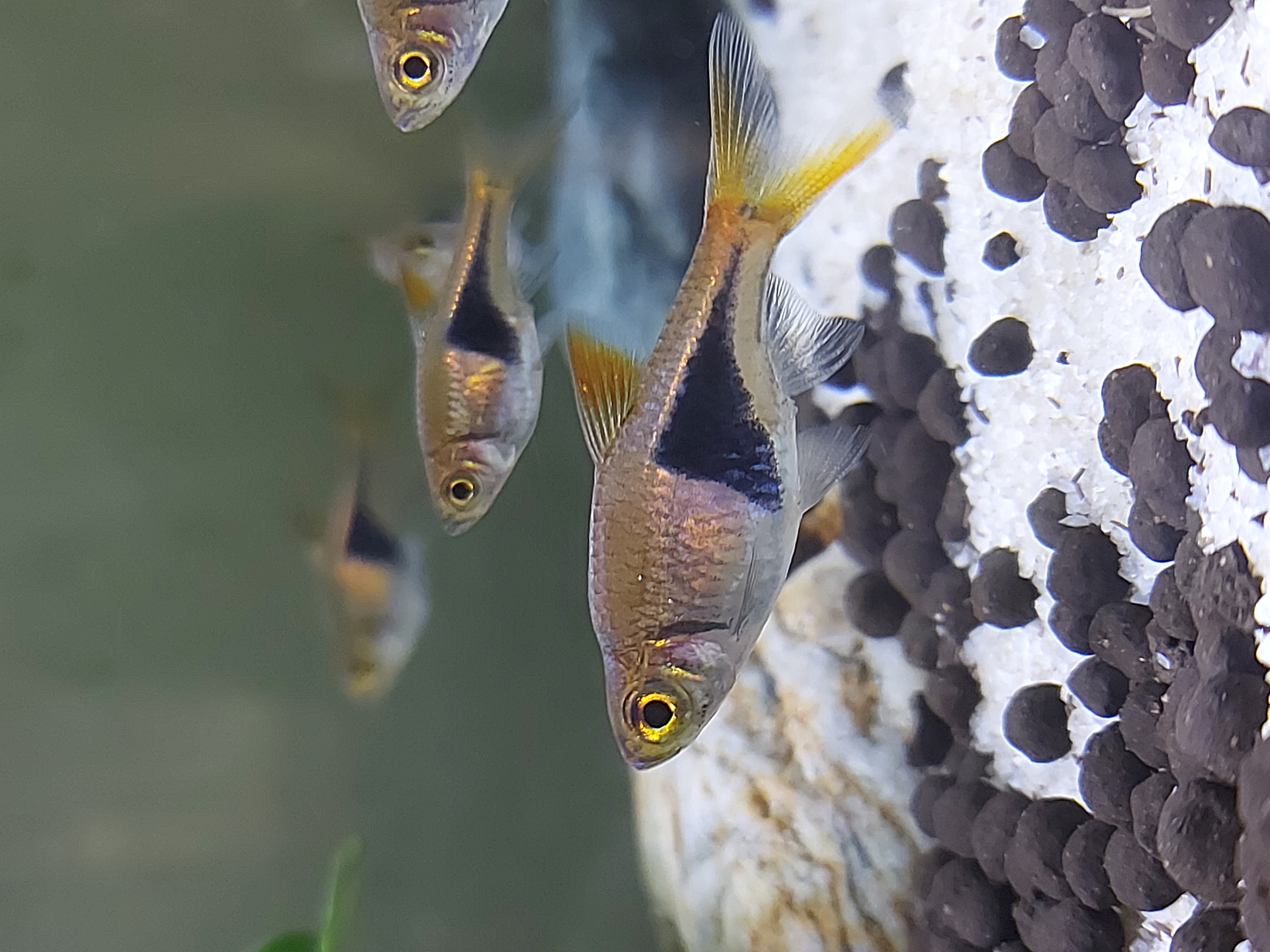 Rasbora harlequin