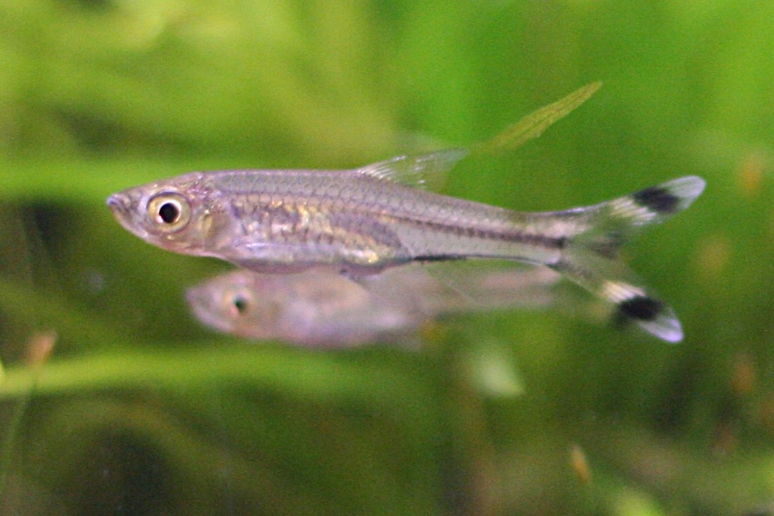 Rázbora nožnicová (Rasbora trilineata)