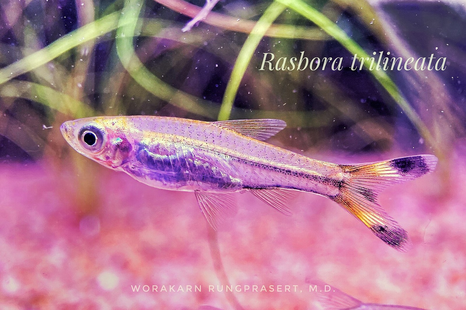Rázbora nožnicová (Rasbora trilineata) — bočný pohľad na dospelého jedinca s čiernymi koncami chvostových lalokov