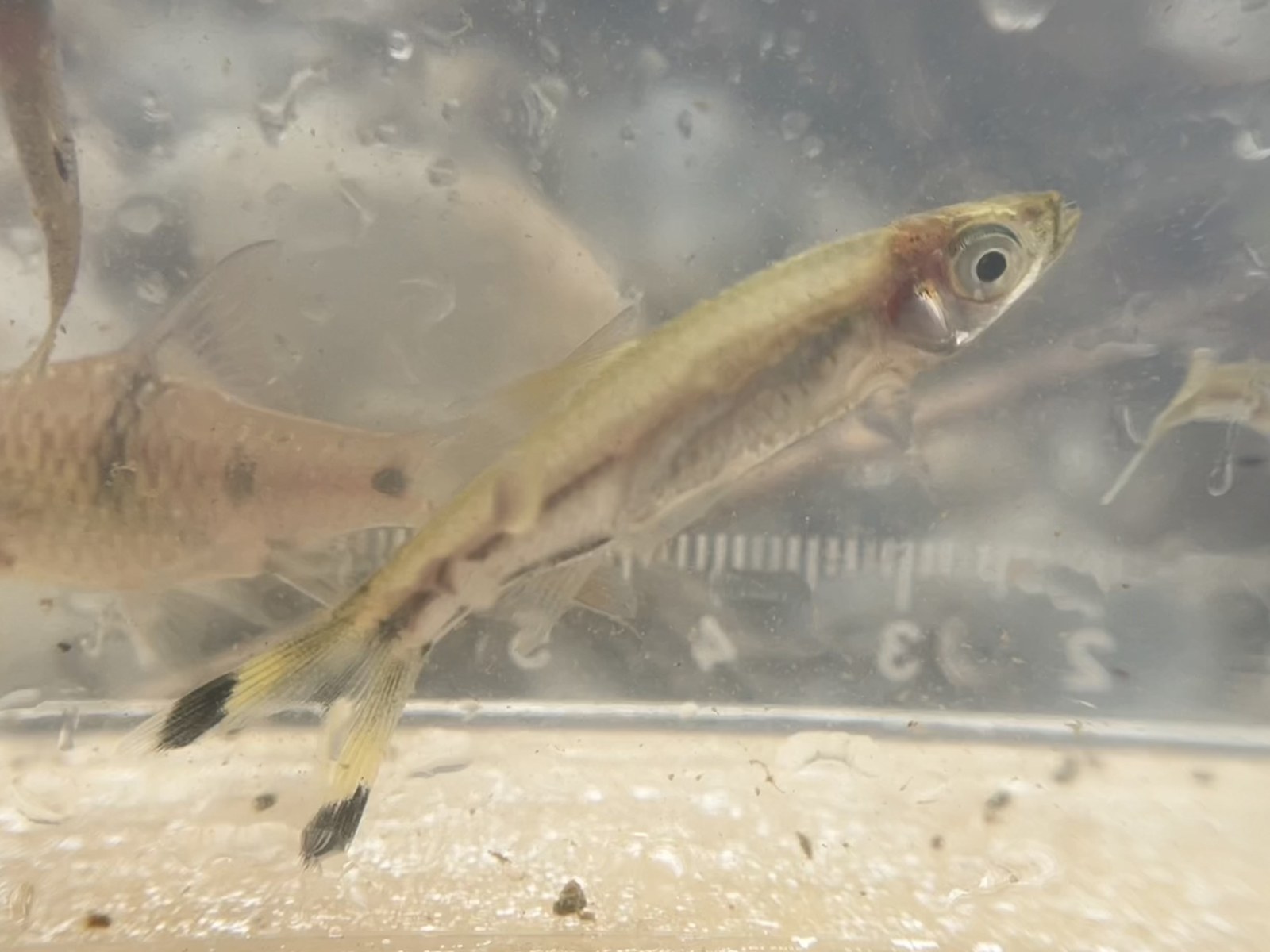 Rázbora nožnicová (Rasbora trilineata) v priehľadnej fotonádobke s meradlom, viditeľné čierne konce chvostových lalokov