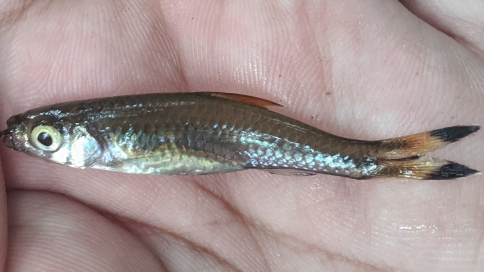 Rázbora nožnicová (Rasbora trilineata) držaná v dlani — porovnanie veľkosti ryby s ľudskou rukou