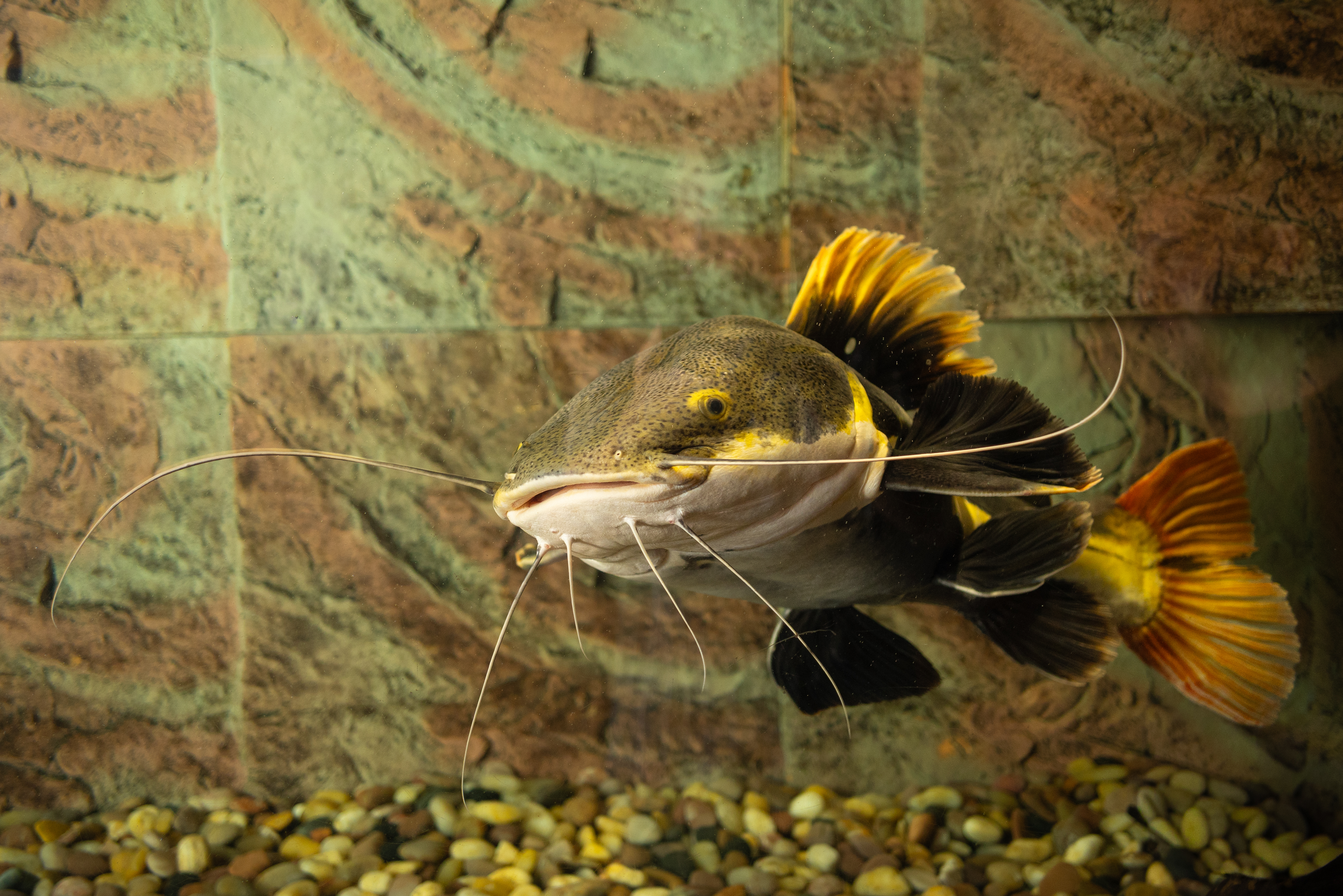Redtail catfish