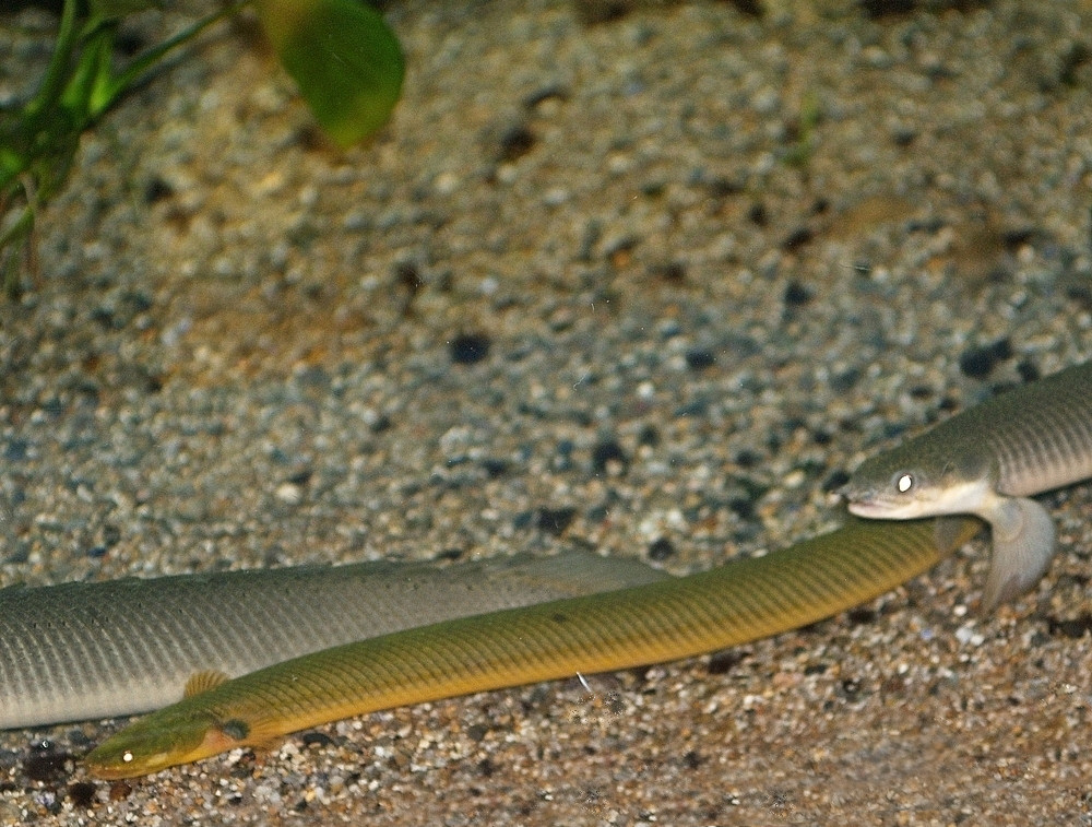 Trstinovka (mnohoplutvovec trstinový) (Erpetoichthys calabaricus)