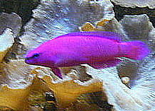 Royal dottyback (Orchid)