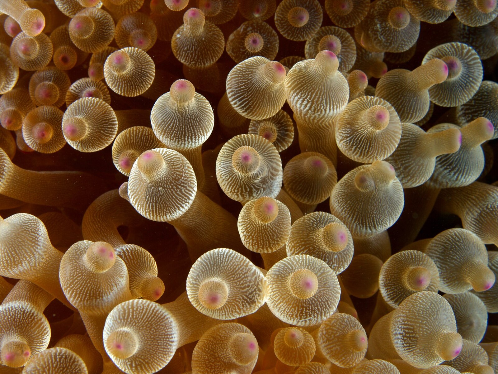 Sasanka bublinová (Entacmaea quadricolor)