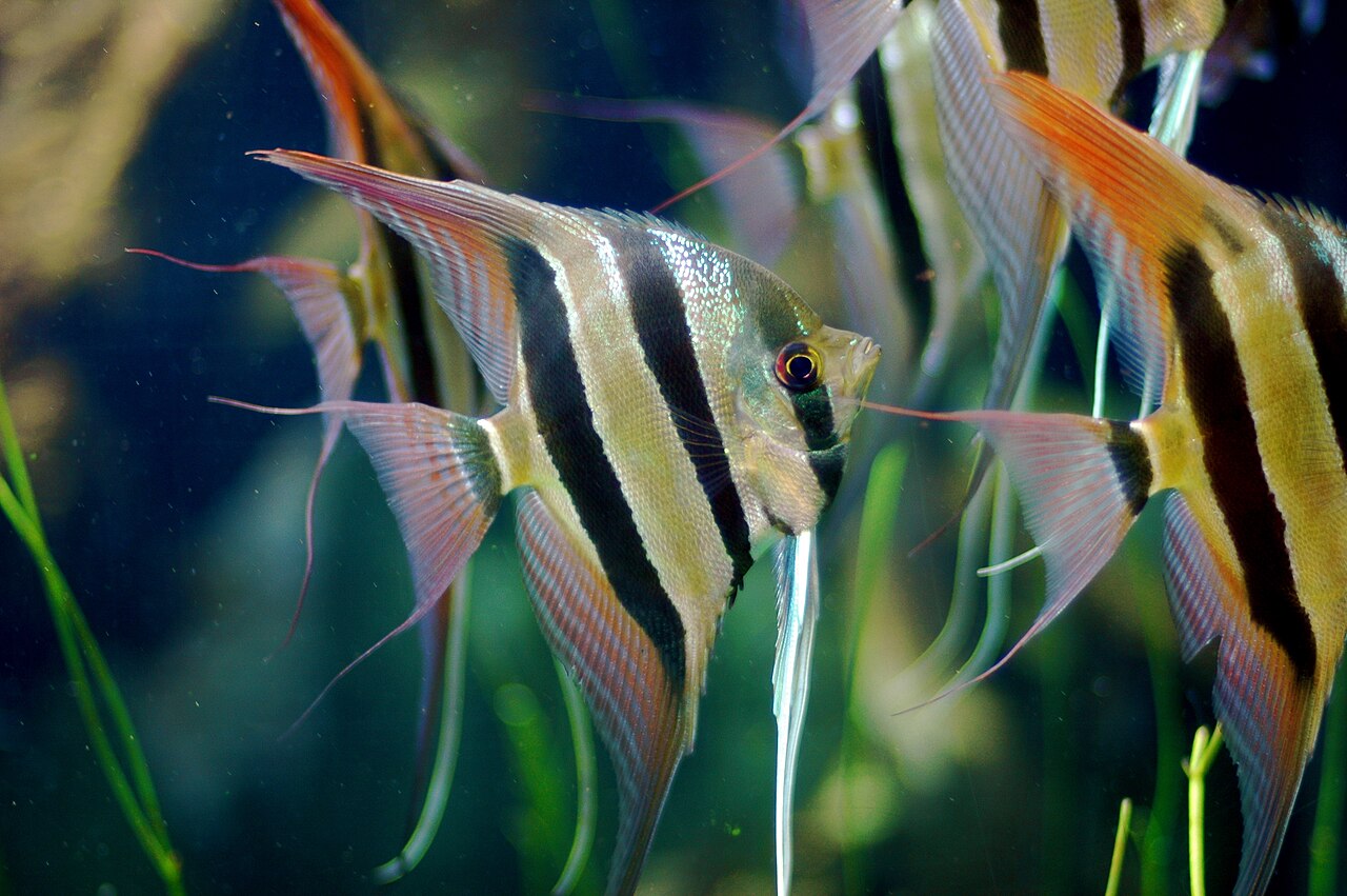 Scalare altum