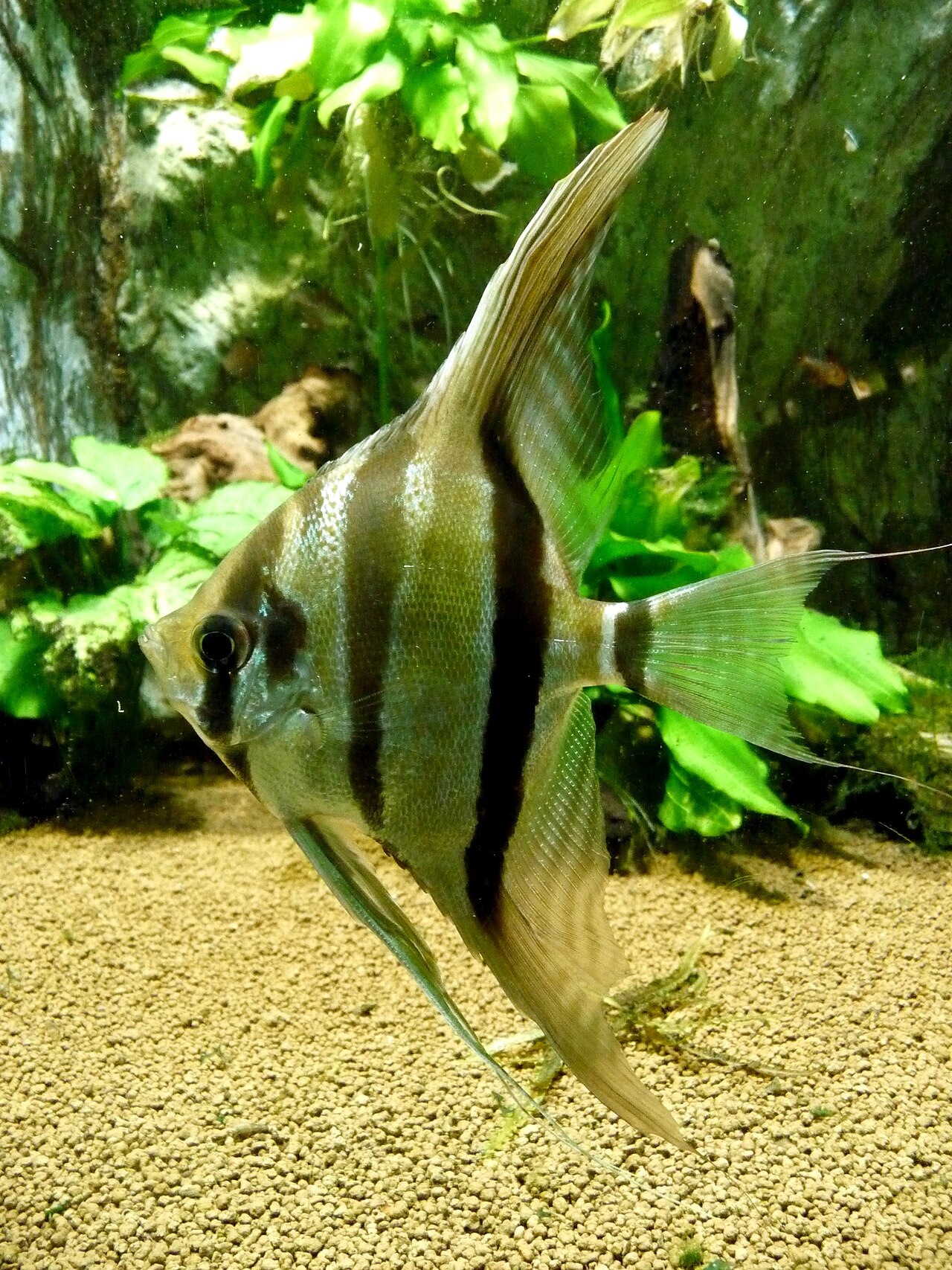 Scalare altum (Pterophyllum altum) zboku — vysoké telo od špičky chrbtovej plutvy po riťovú plutvu, dlhé brušné nitkovité plutvy siahajú takmer na piesok