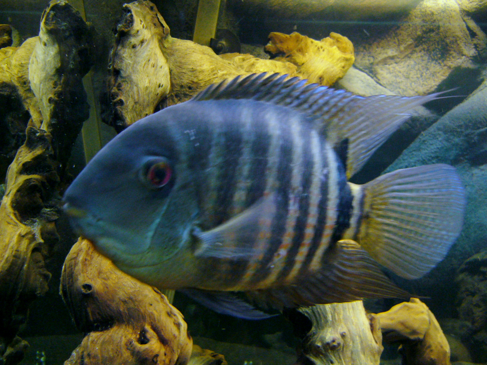 Severum zlatý