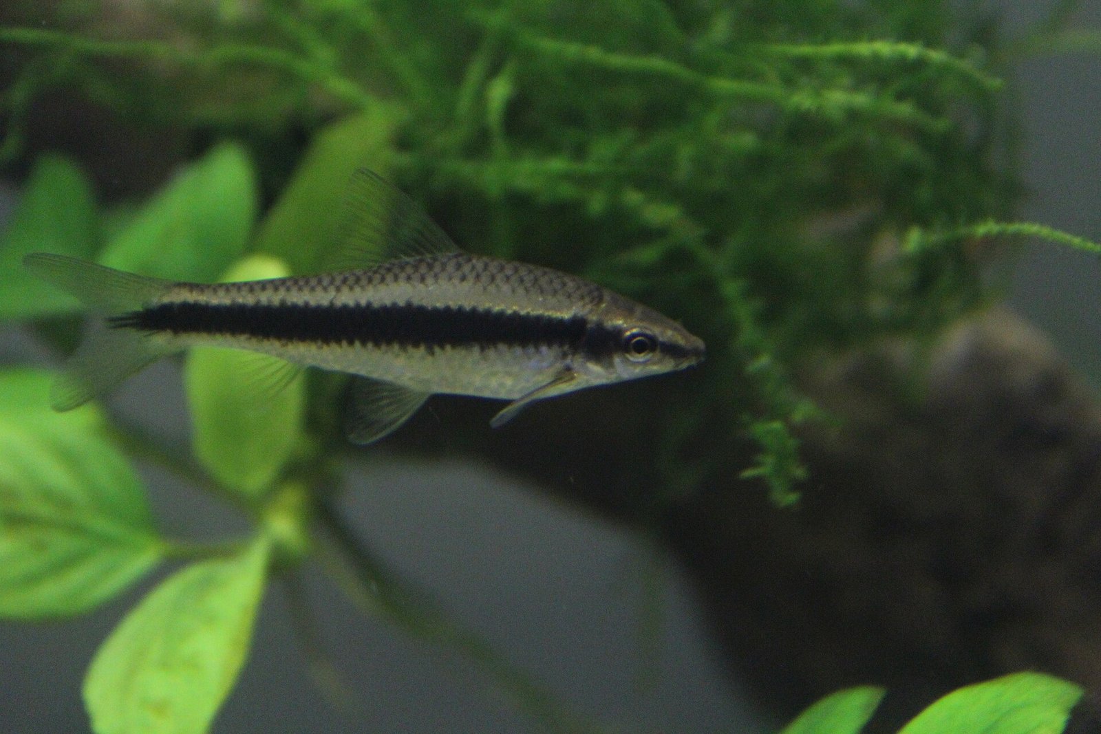 Siamská riasožravka (Crossocheilus oblongus)