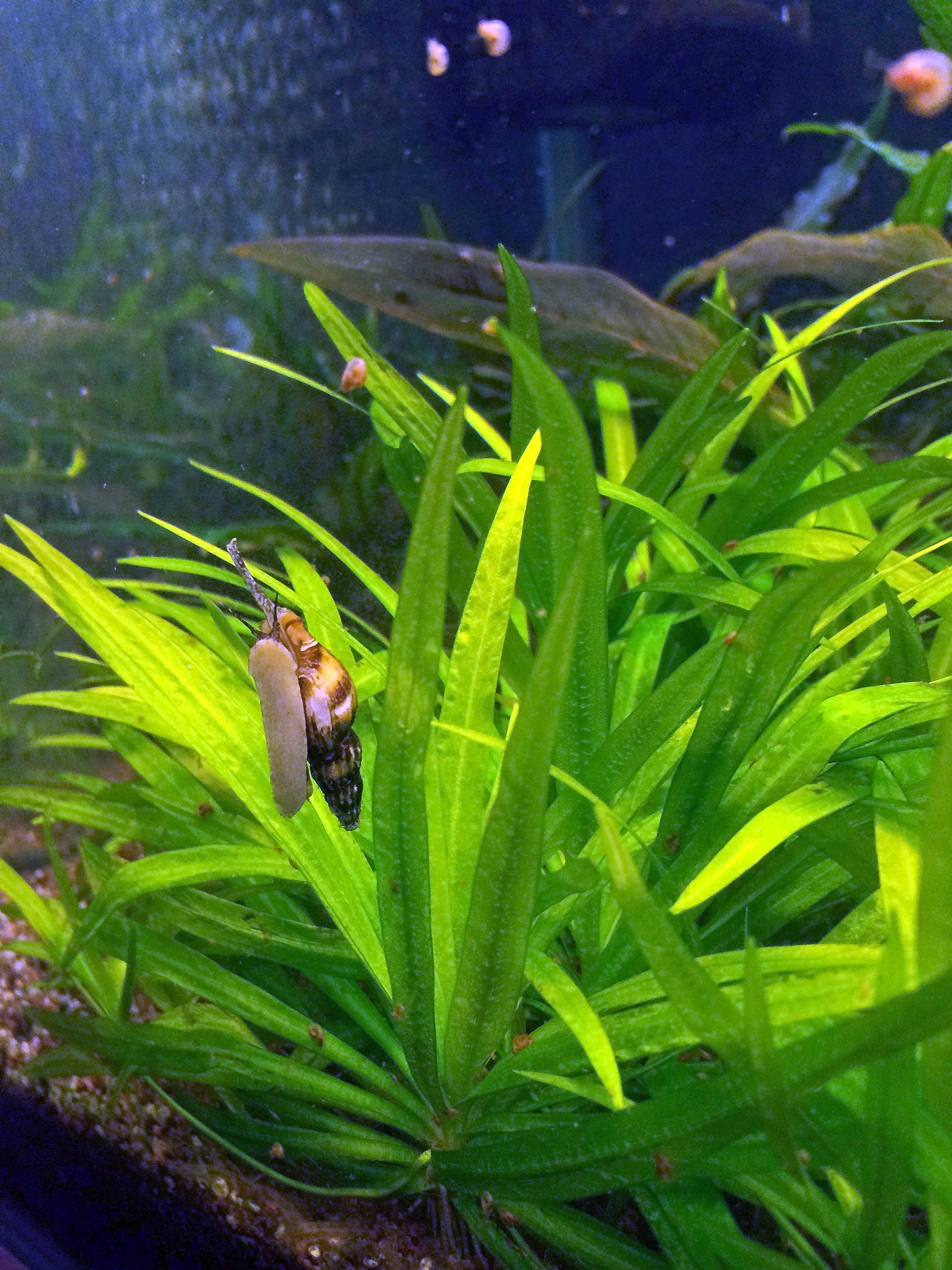 Živý slimák assassin v akváriu lezie po liste rastliny Echinodorus, vidno svetlú nohu a pruhovanú ulitu
