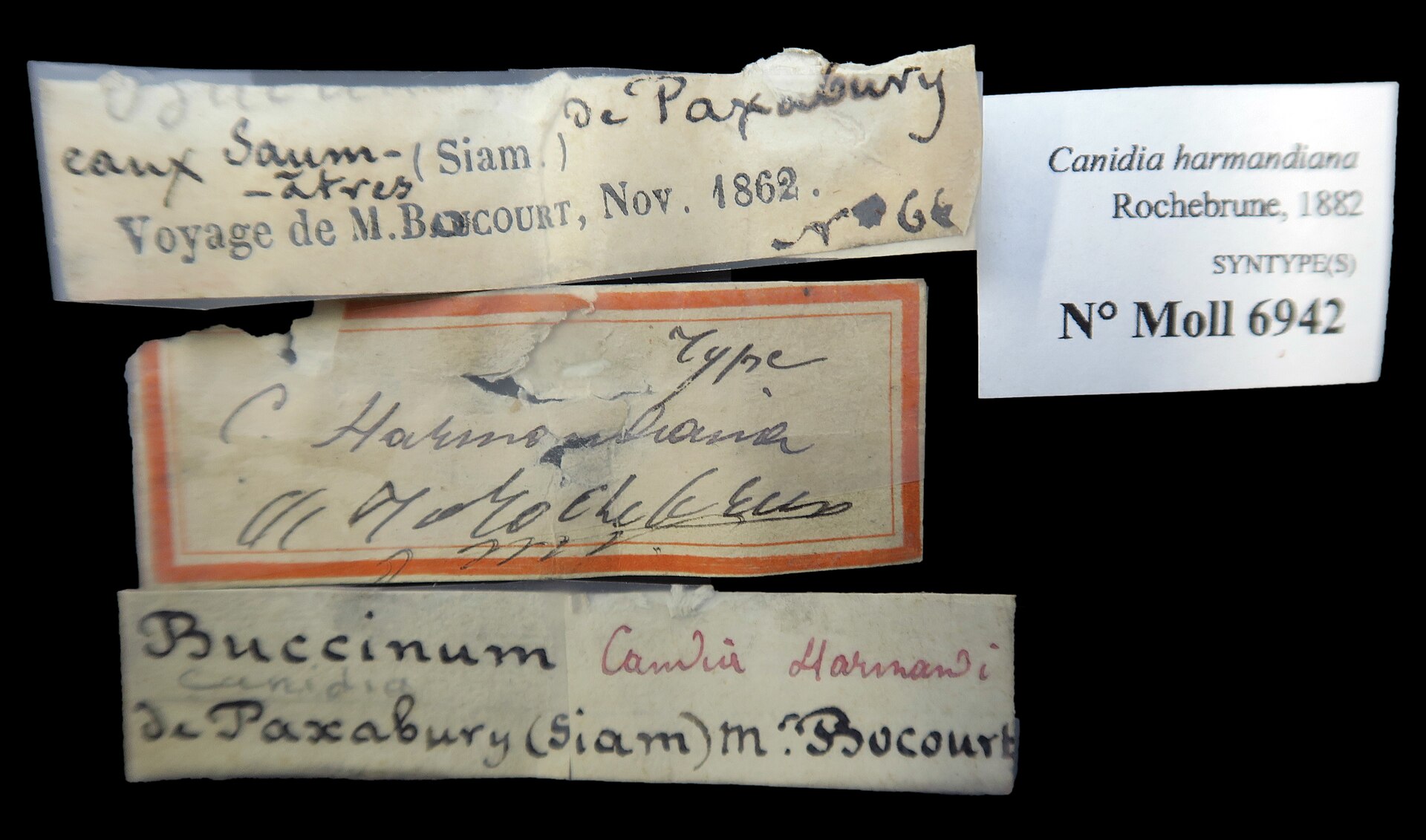 Historické múzejné štítky syntypu Canidia harmandiana z roku 1882 s ručne písanými poznámkami z výpravy M. Bocourta do Siamu roku 1862