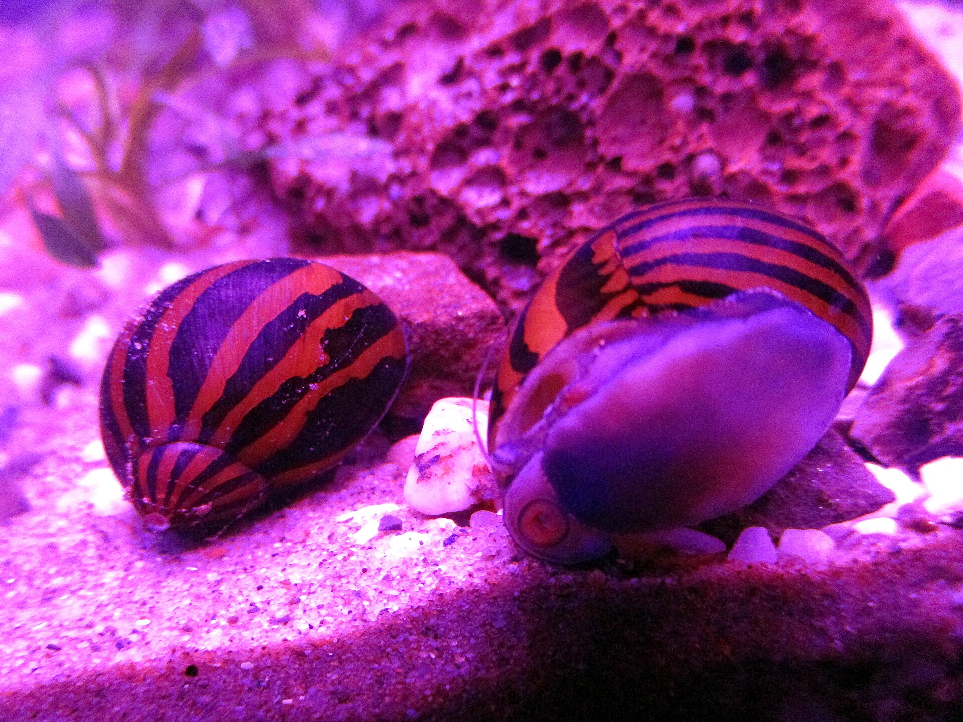 Dve nerity na piesku pod fialovým akvarijným LED svetlom