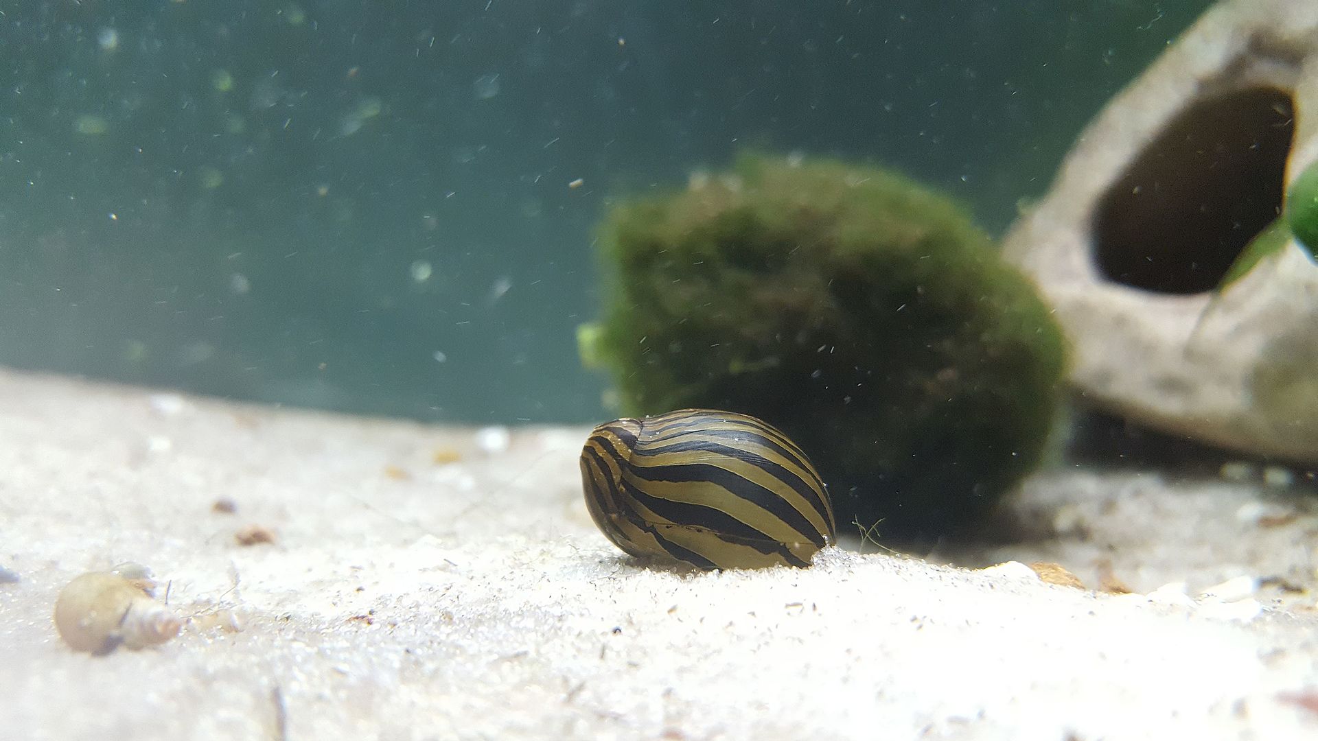 Živá nerita zebra na svetlom piesku vedľa machovej gule v akváriu