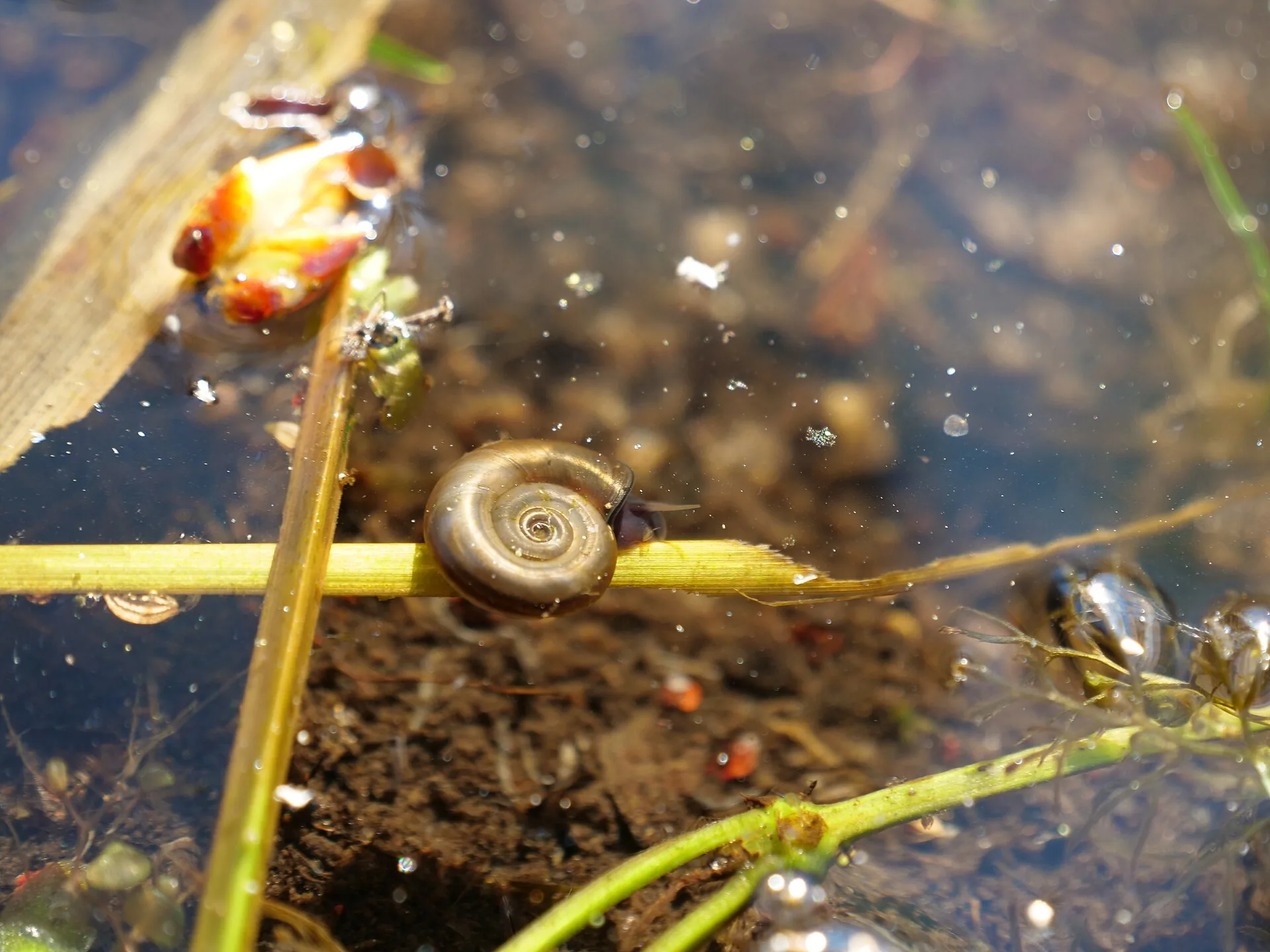 Slimák ramshorn (Planorbidae)