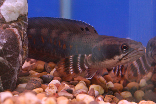 Snakehead modrý (pulchra)