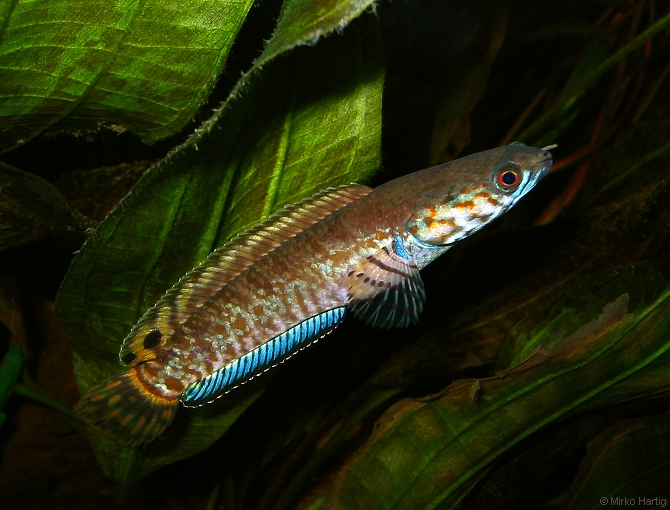 Snakehead rainbow