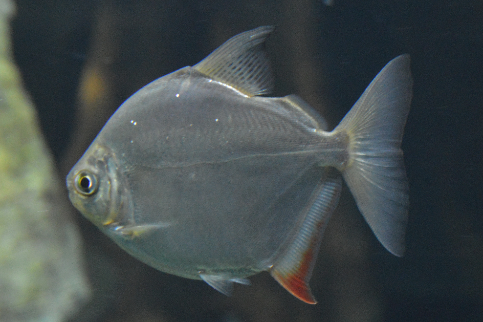 Striebornica (silver dollar) (Metynnis hypsauchen)