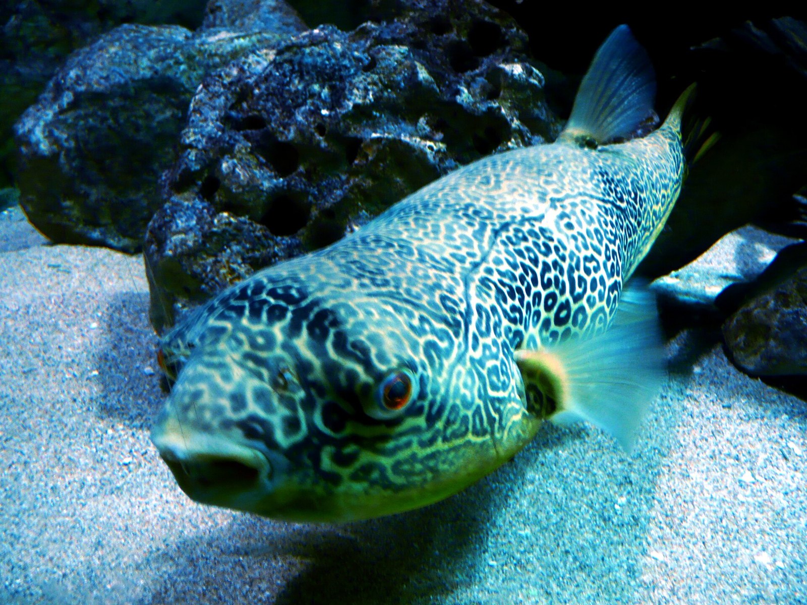 Štvorzubec obrí (mbu) (Tetraodon mbu)