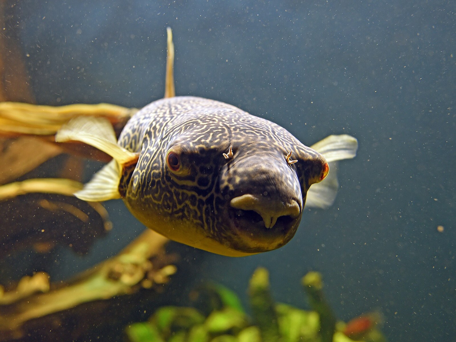 Štvorzubec obrí (Tetraodon mbu) — detail hlavy a oka