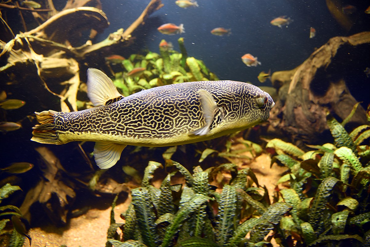 Štvorzubec obrí (Tetraodon mbu) v akváriu s otvoreným priestorom na plávanie