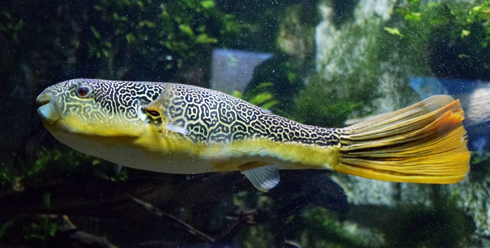Štvorzubec obrí (Tetraodon mbu) z boku — mramorovaný labyrintový vzor