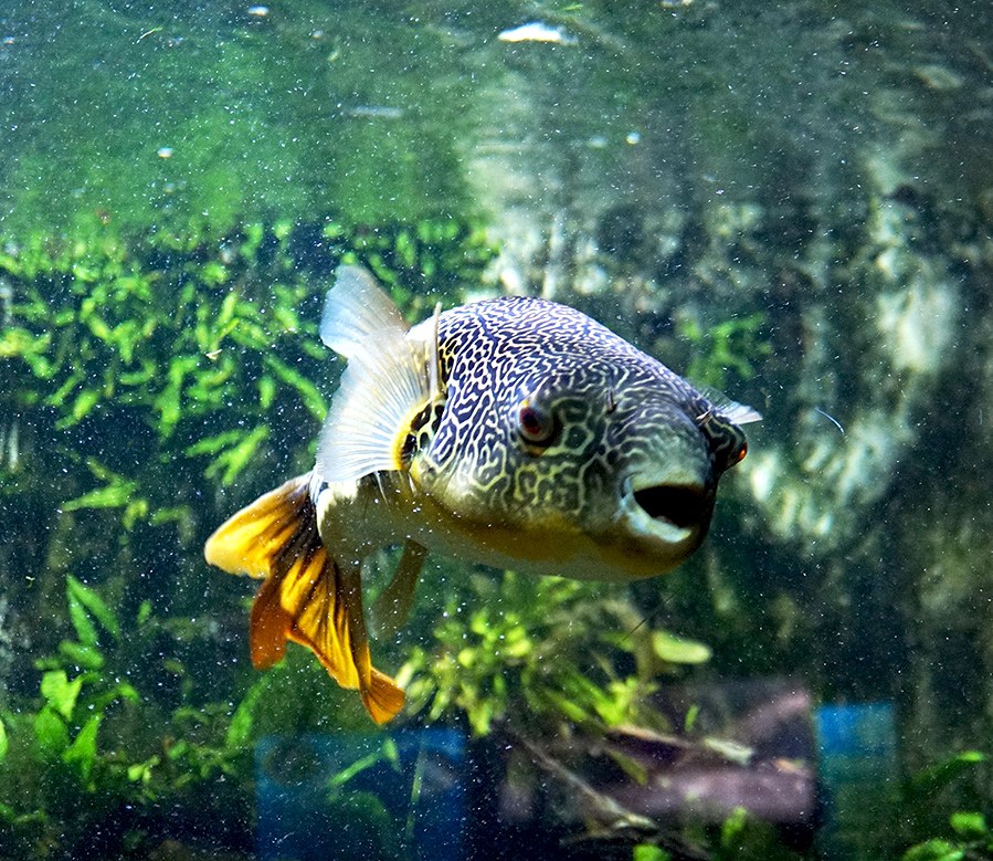 Štvorzubec obrí (Tetraodon mbu) — pohľad spredu na zobák