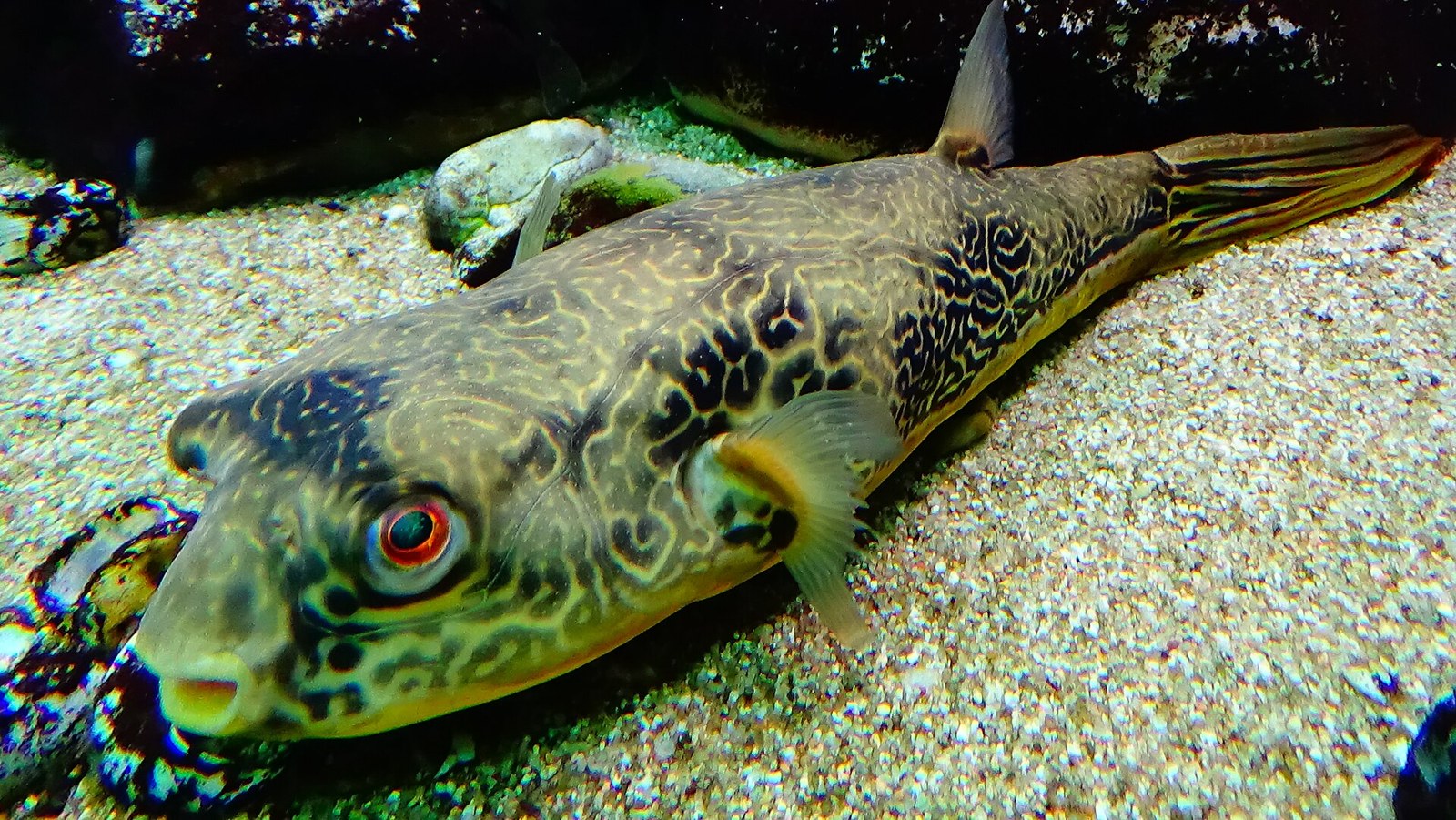 Štvorzubec obrí (Tetraodon mbu) pri plávaní v otvorenej vode