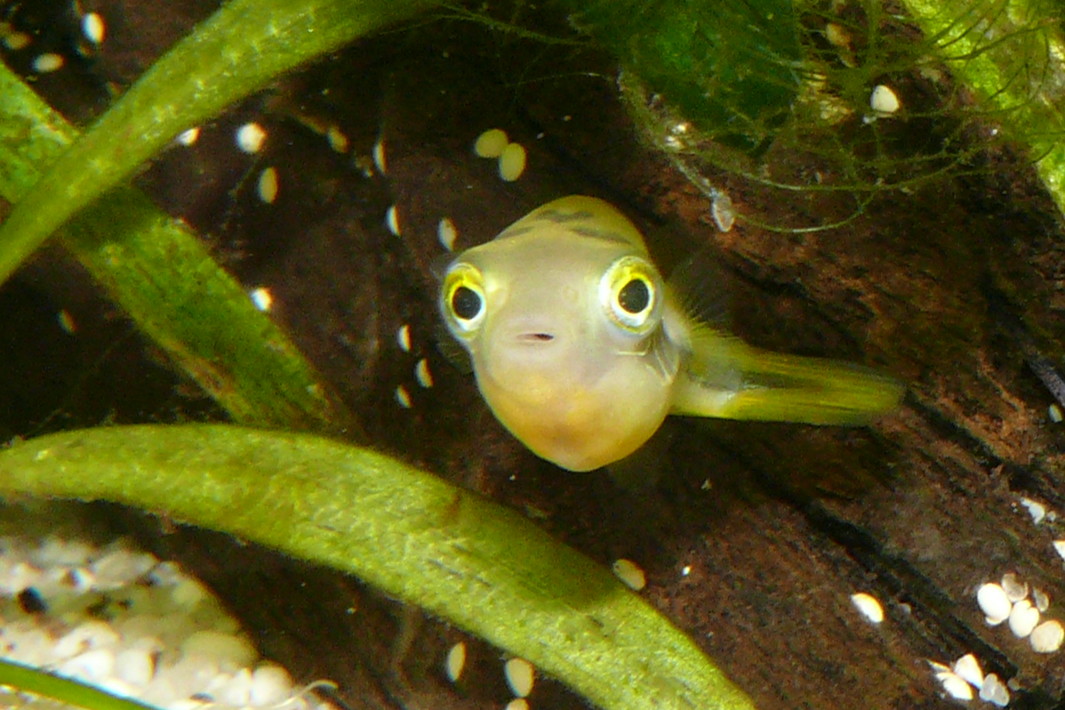 Štvorzubček trpasličí (Carinotetraodon travancoricus) — detail tela v akváriu