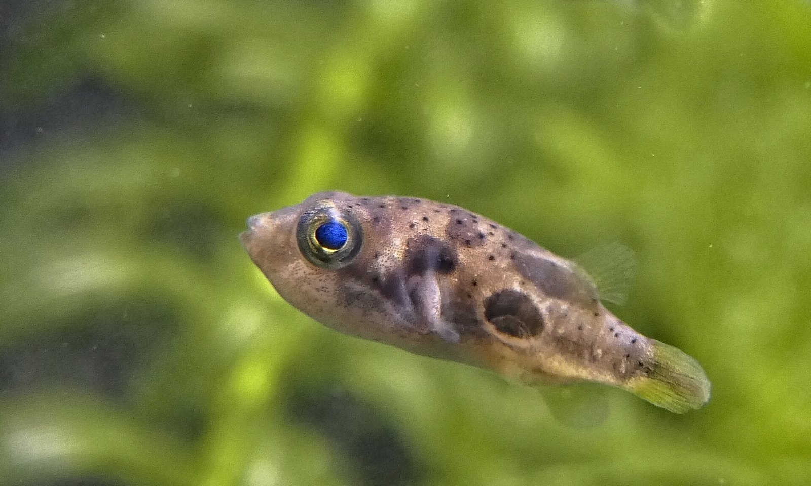 Štvorzubček trpasličí (Carinotetraodon travancoricus) — bočný profil tela
