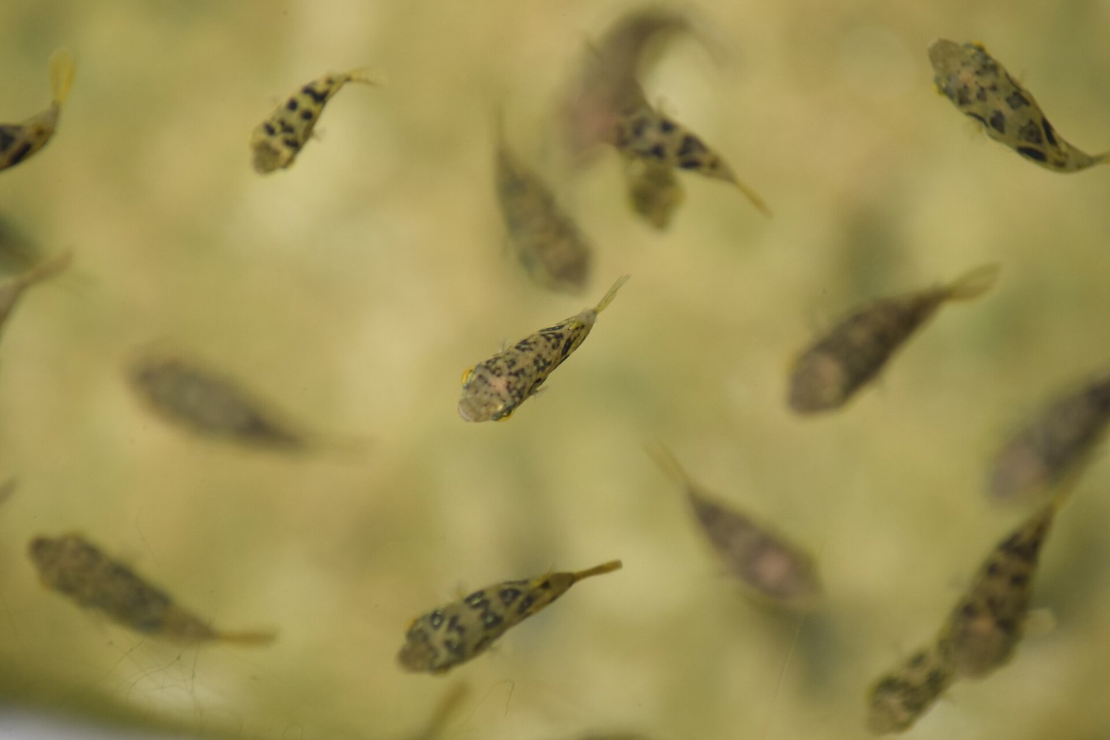 Štvorzubček trpasličí (Carinotetraodon travancoricus) — skupina divokých jedincov pri hladine