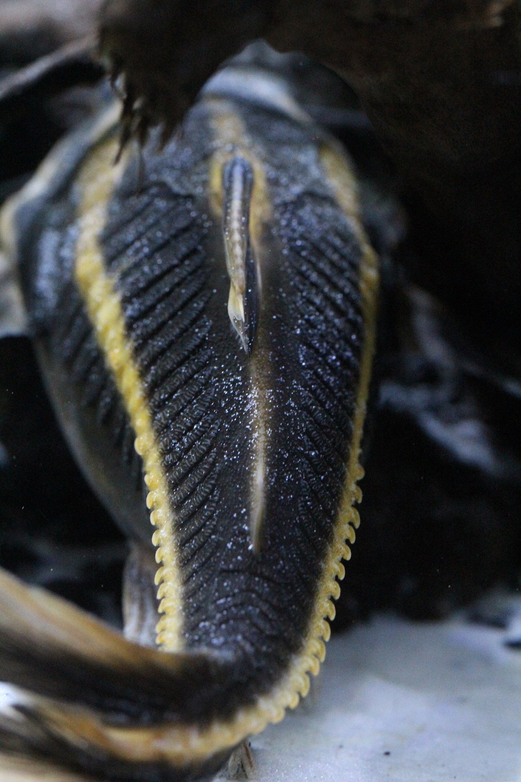 Sumček brnkavý (Platydoras armatulus)