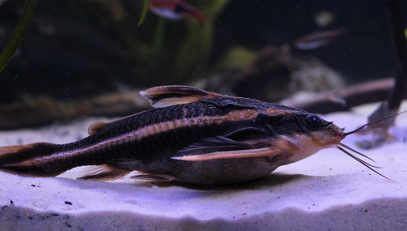 Sumček brnkavý (Platydoras armatulus) — bočný pohľad na piesku, viditeľné kostené štítky a barbely