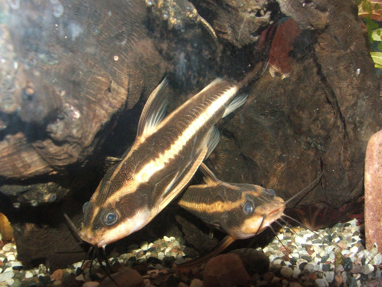 Sumček brnkavý (Platydoras armatulus) — v akváriu / biotop
