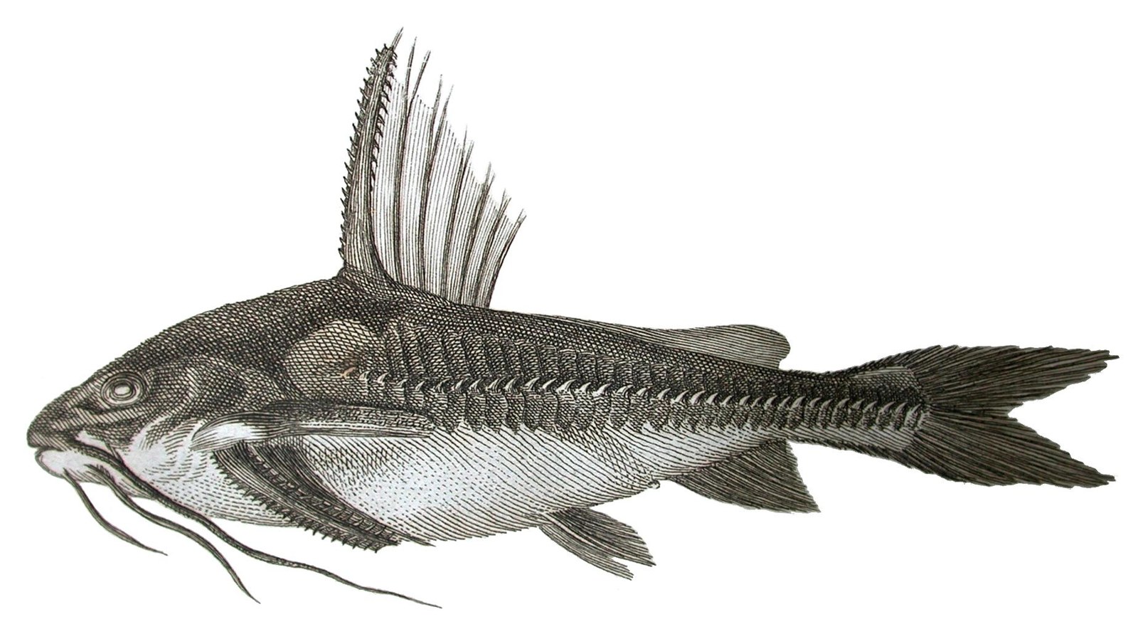 Sumček brnkavý (Platydoras armatulus) — ďalší pohľad