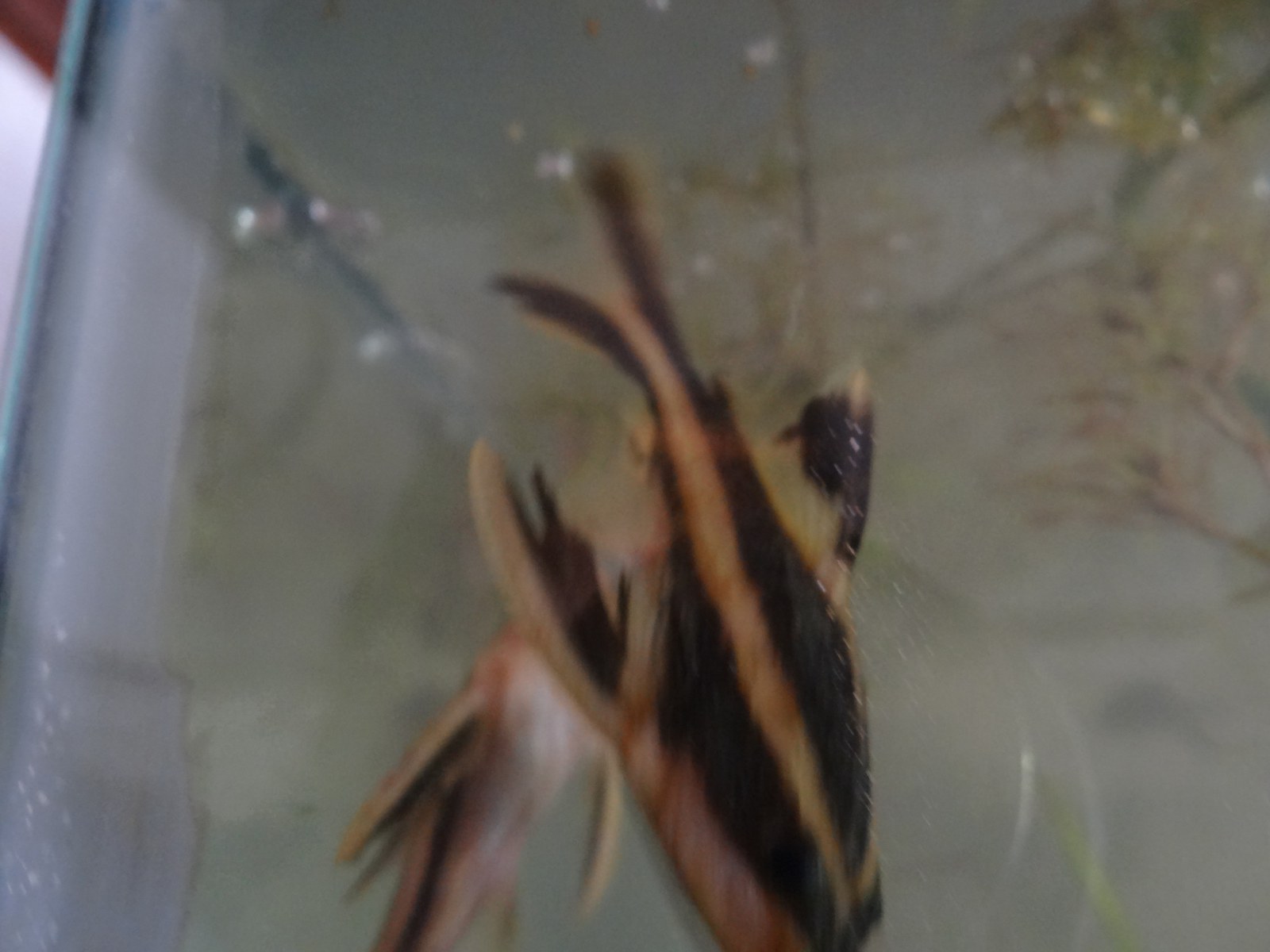Sumček brnkavý (Platydoras armatulus) — skupina / správanie
