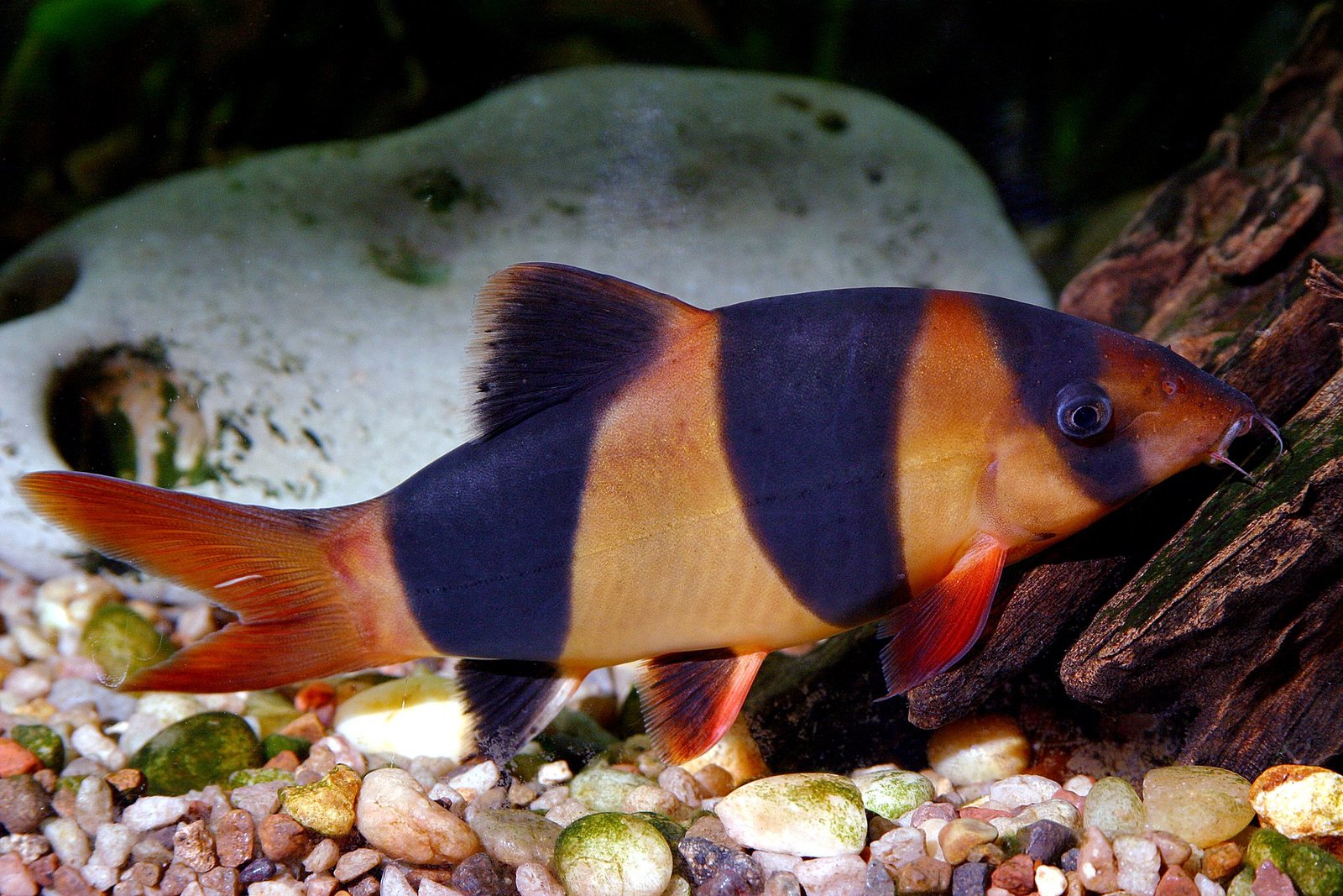 Sumček klaun (botia klaun) (Chromobotia macracanthus)