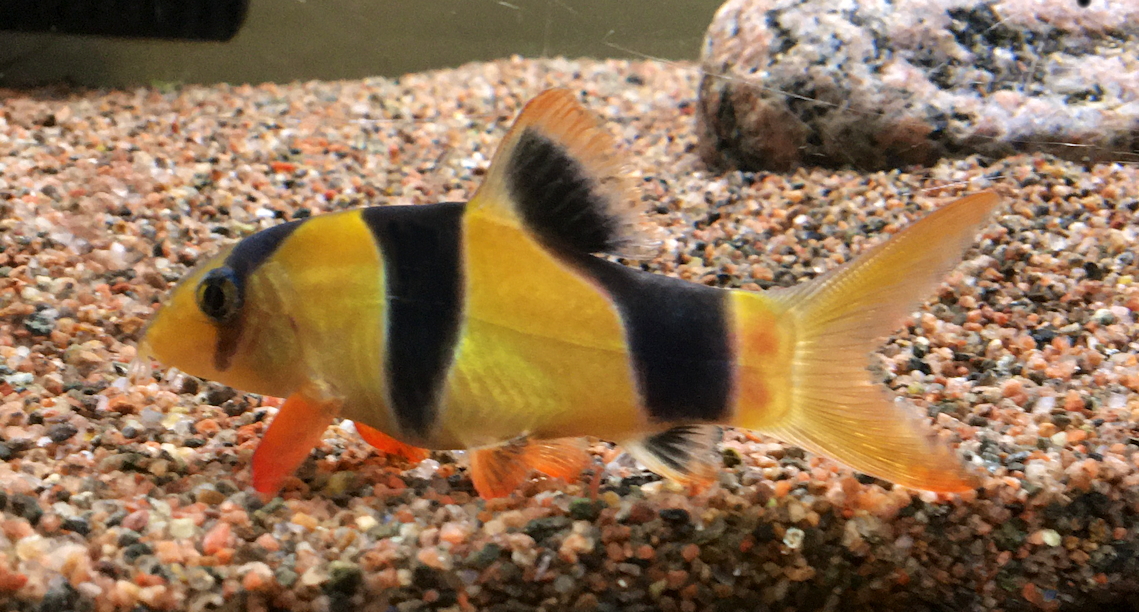 Sumček klaun (Chromobotia macracanthus) — detail oranžovo-čierneho pruhovaného tela