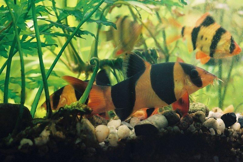 Sumček klaun (Chromobotia macracanthus) — skupina pri dne akvária
