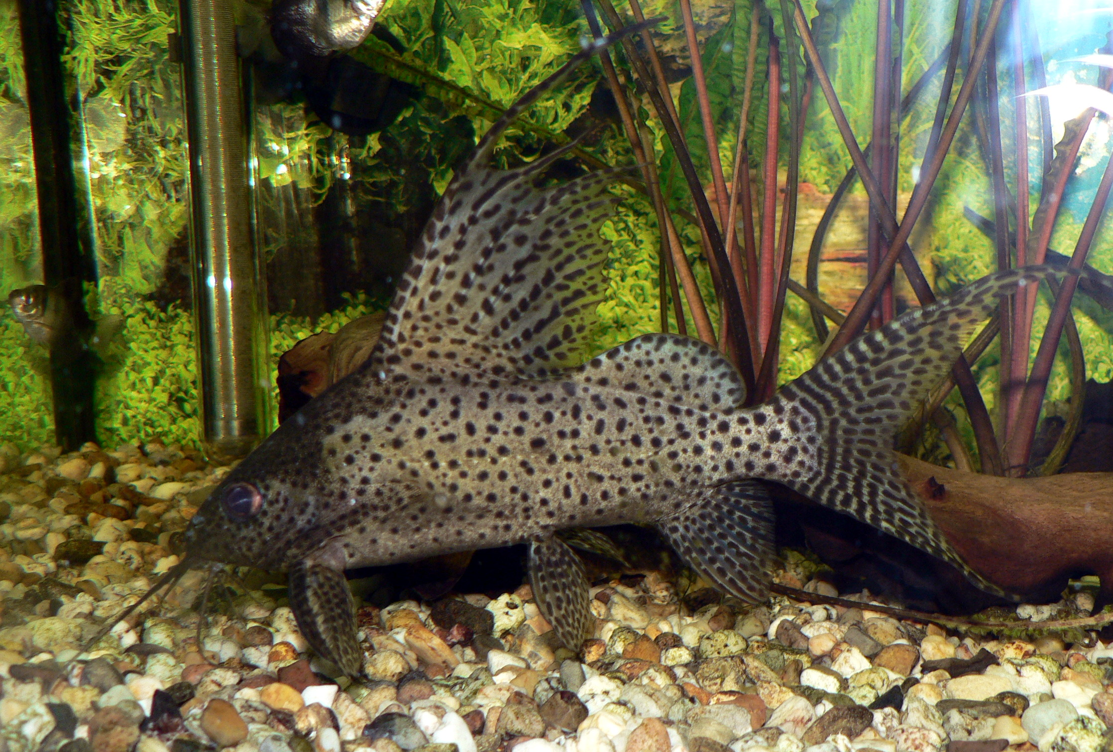 Synodontis eupterus (Synodontis eupterus)