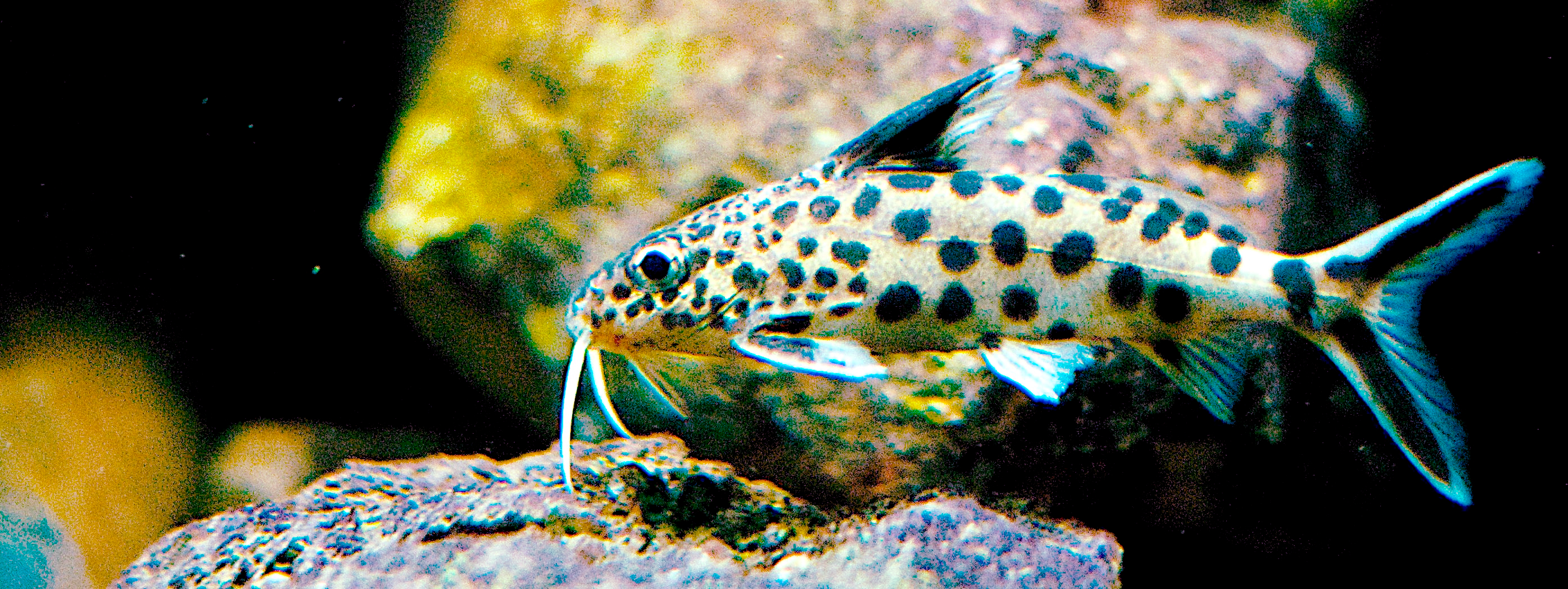 Synodontis kukučkový