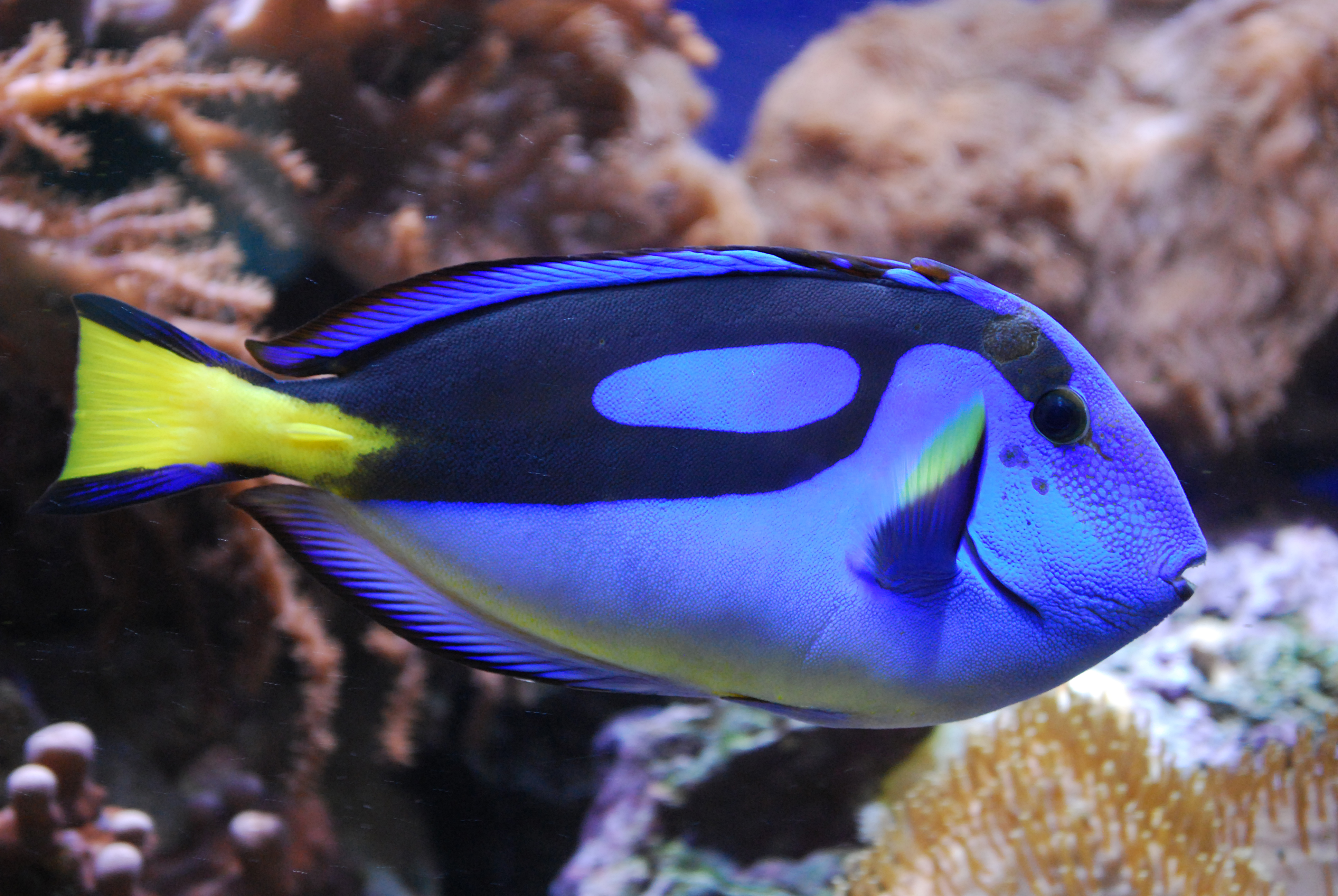 Tang modrý (Dory)