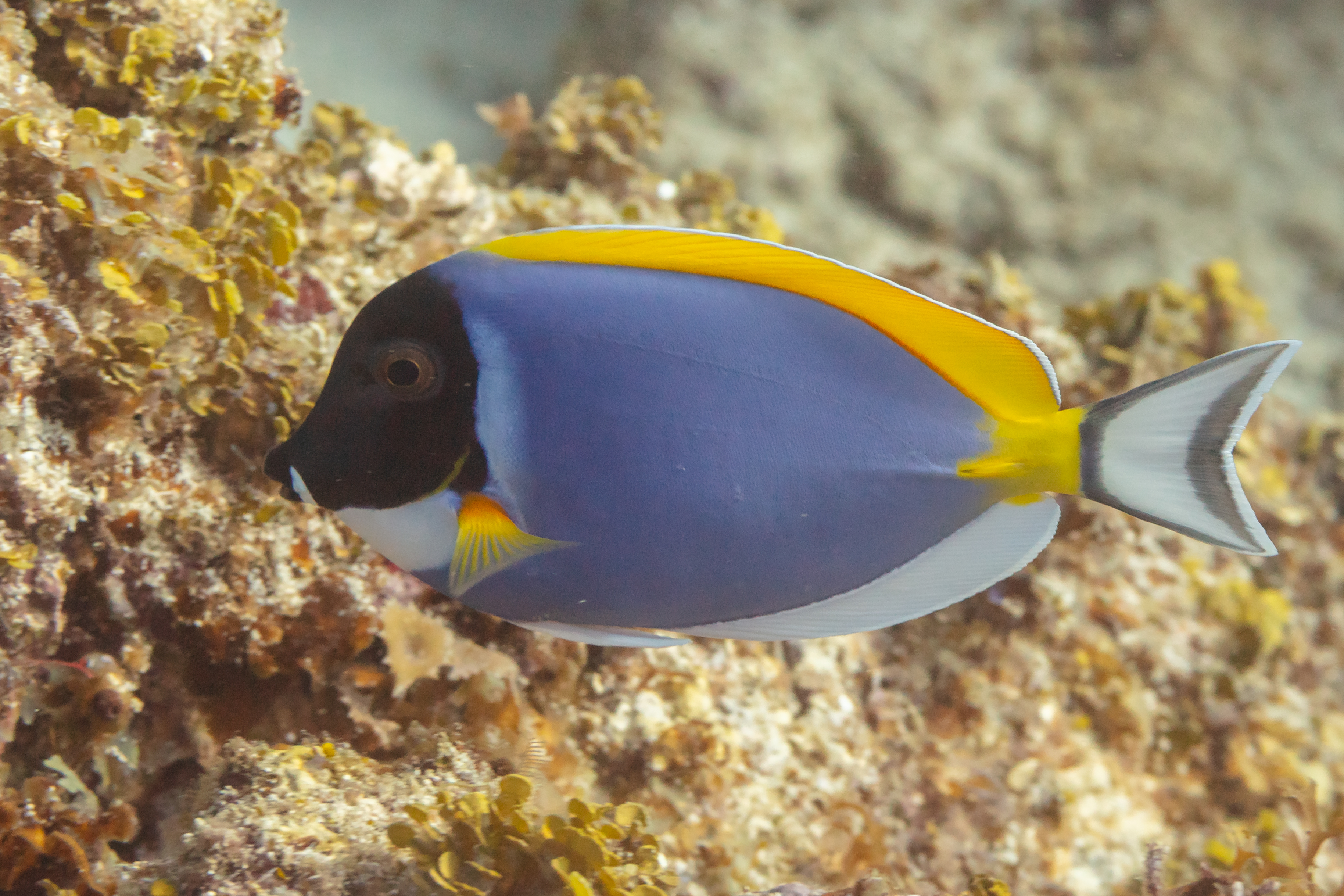 Tang powder blue